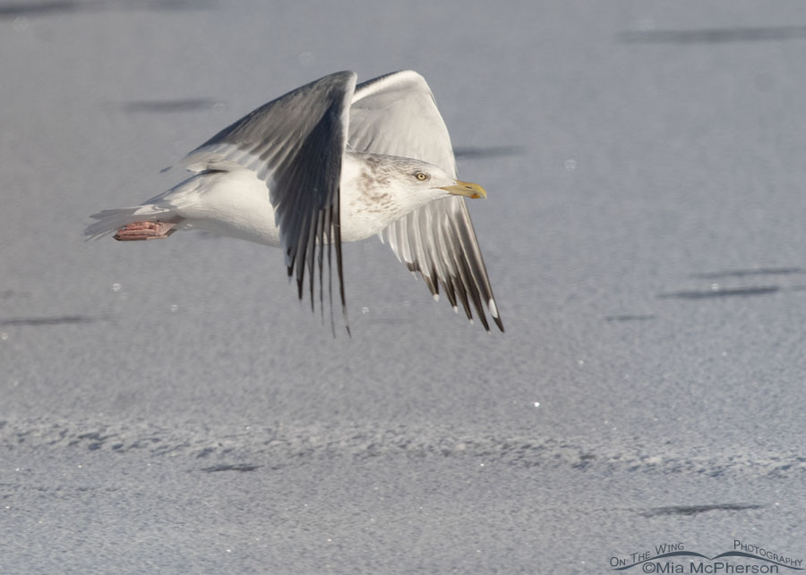 American Herring Gull in nonbreeding plumage flying by, Bear River Migratory Bird Refuge, Box Elder County, Utah