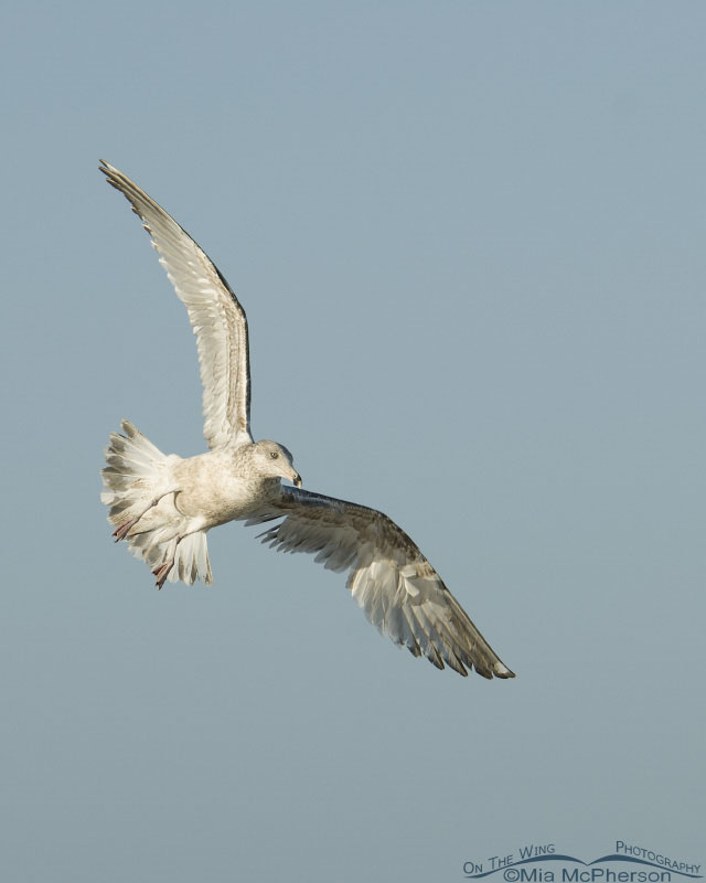 Juvenile American Herring Gull in flight over north beach, Fort De Soto County Park, Pinellas County, Florida