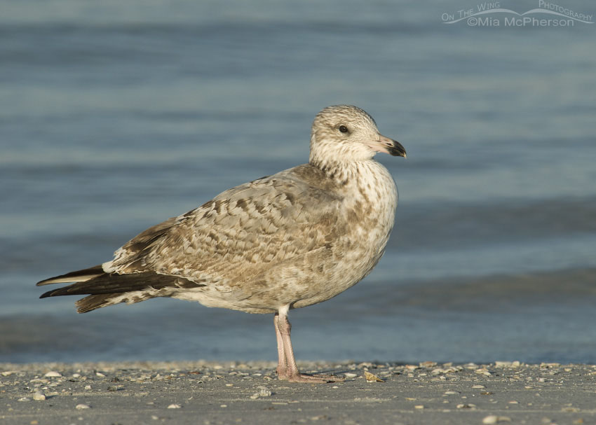 Young American Herring Gull on shoreline, Fort De Soto County Park, Pinellas County, Florida