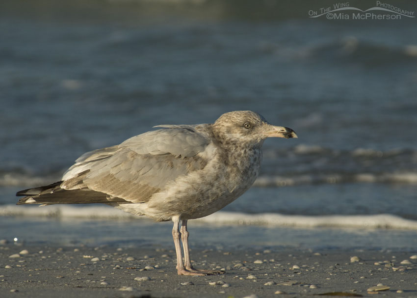 American Herring Gull on shoreline, Fort De Soto County Park, Pinellas County, Florida