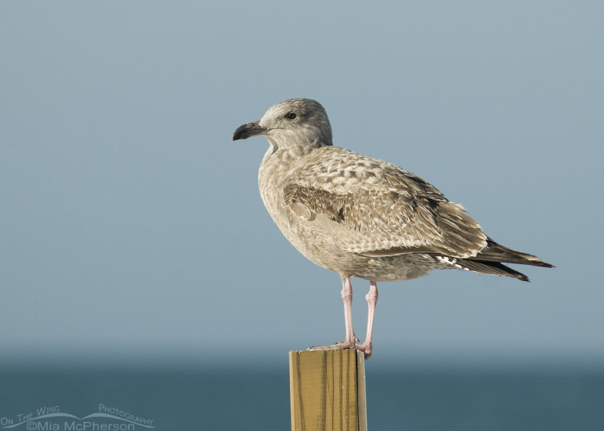 Juvenile American Herring Gull perched on post, Fort De Soto County Park, Pinellas County, Florida