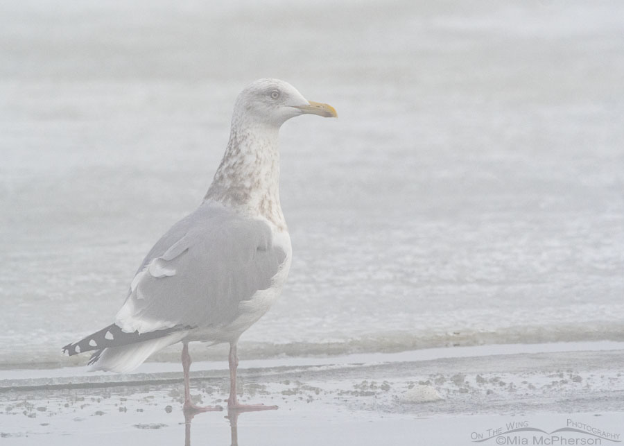 American Herring Gull in thick fog, Bear River Migratory Bird Refuge, Box Elder County, Utah