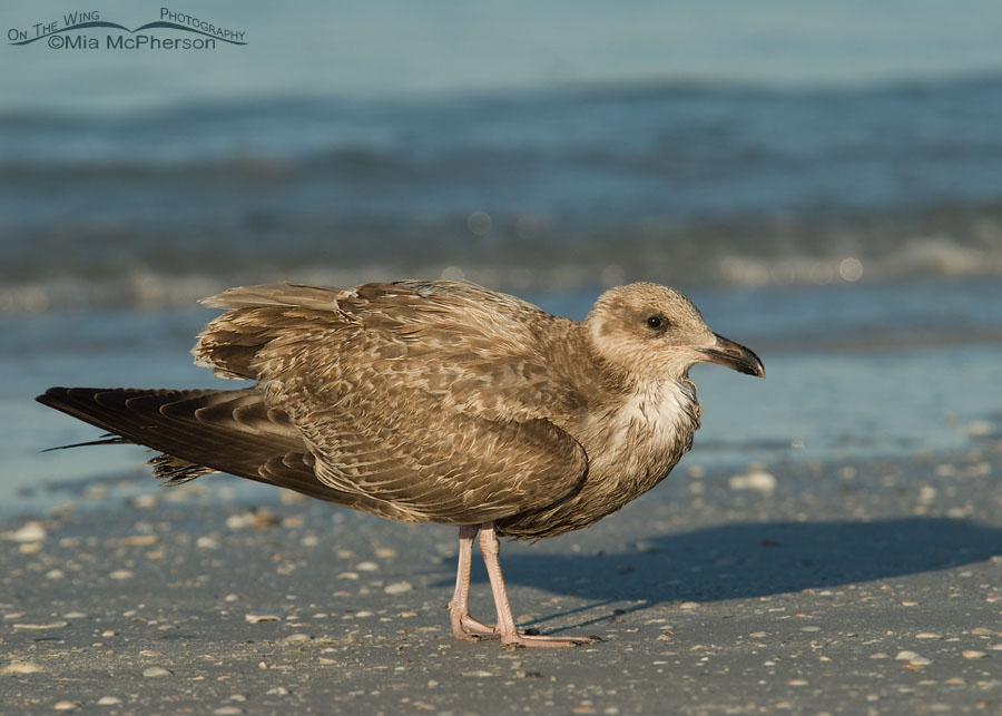 1st year American Herring Gull, Fort De Soto County Park, Pinellas County, Florida