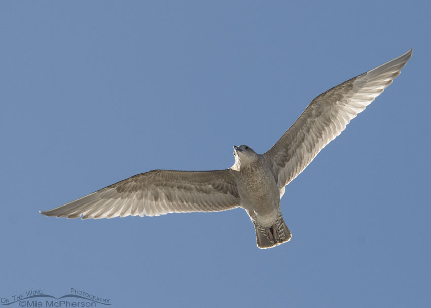 Immature American Herring Gull in flight, Fort De Soto County Park, Pinellas County, Florida