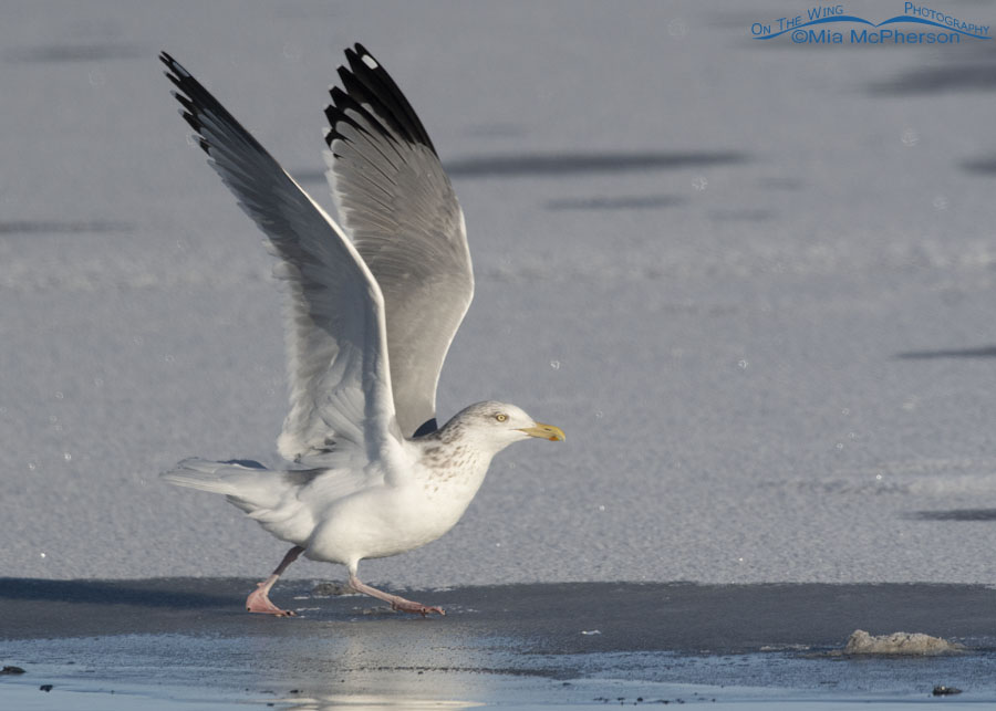 American Herring Gull lifting off from a shelf of ice, Bear River Migratory Bird Refuge, Box Elder County, Utah