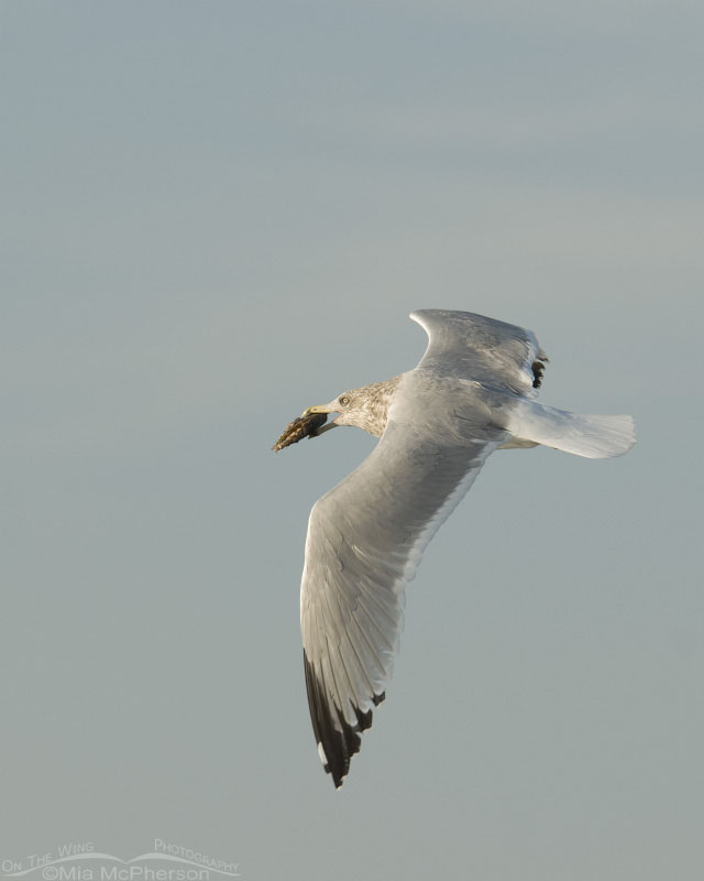 American Herring Gull in flight with Pen Shell, Fort De Soto County Park, Pinellas County, Florida