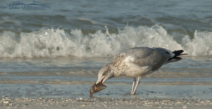 American Herring Gull and Pen shell on the shore of the Gulf, Fort De Soto County Park, Pinellas County, Florida