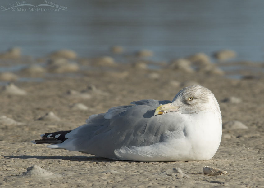 American Herring Gull resting on mudflat at Fort De Soto County Park, Pinellas County, Florida