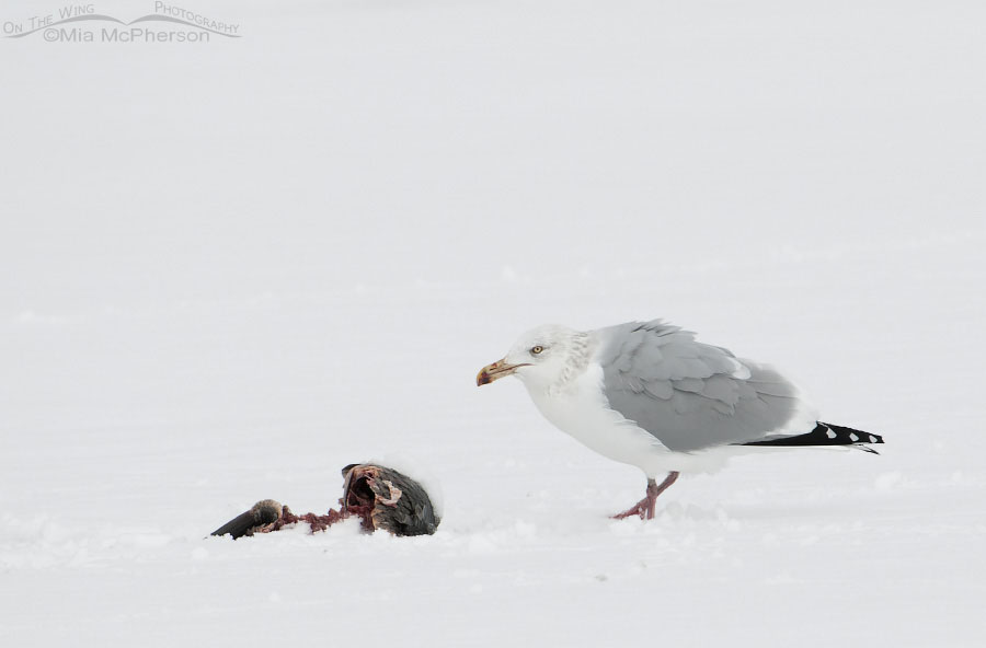 American Herring Gull in the snow, Farmington Bay WMA, Davis County, Utah