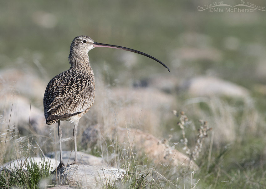 Long-billed Curlew perched on a rock, Antelope Island State Park, Davis County, Utah