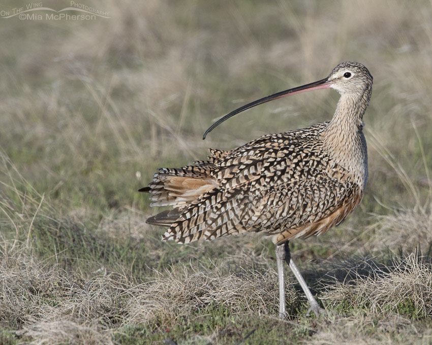 Long-billed Curlew in the midst of preening, Antelope Island State Park, Davis County, Utah