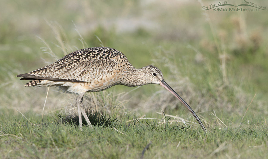 Long-billed Curlew using its bill to probe for prey, Antelope Island State Park, Davis County, Utah