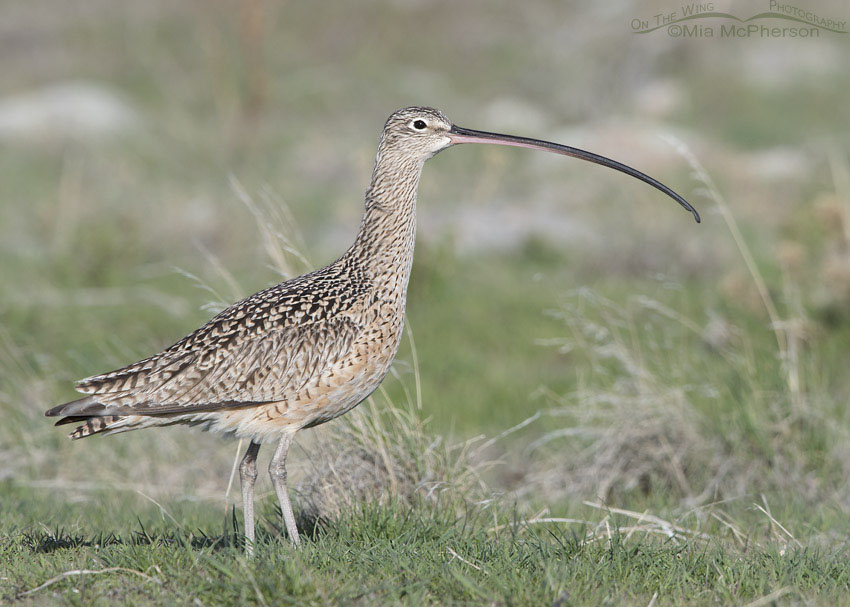 Long-billed Curlew in early spring, Antelope Island State Park, Davis County, Utah