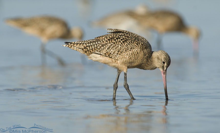 Marbled Godwits feeding, Fort De Soto County Park, Pinellas County, Florida