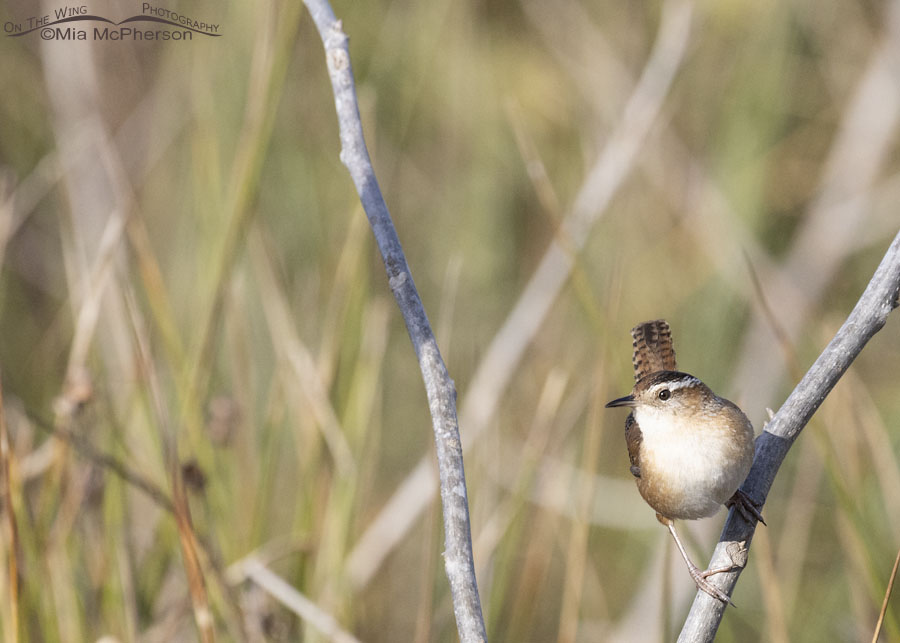 Saucy Marsh Wren at Sequoyah National Wildlife Refuge, Oklahoma