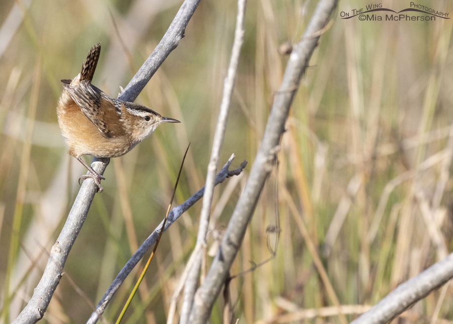 Marsh Wren surprise at Sequoyah National Wildlife Refuge, Oklahoma