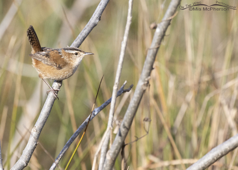 Marsh Wren with an eye on me, Sequoyah National Wildlife Refuge, Oklahoma