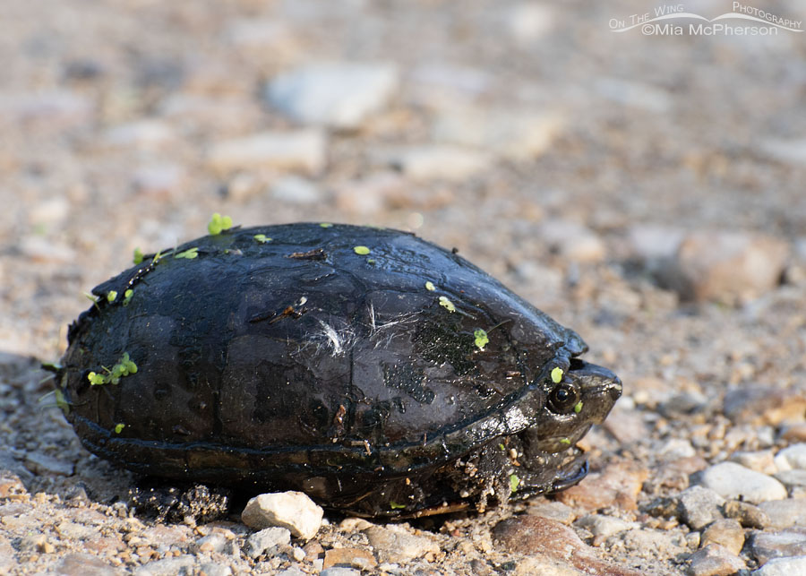 Roadside Mississippi Mud Turtle, Sequoyah National Wildlife Refuge, Oklahoma