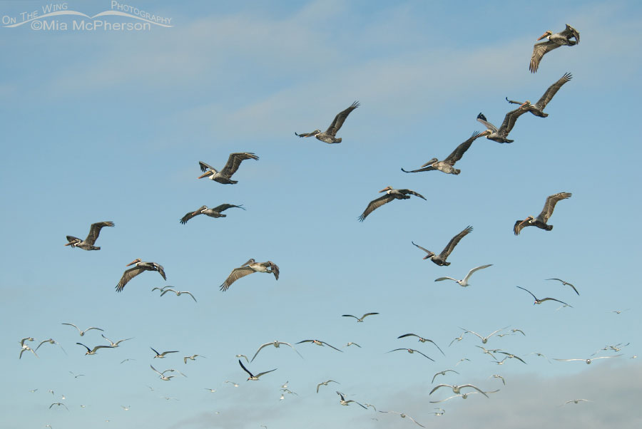 Mixed flock of Brown Pelicans, Black Skimmers, Gulls and Terns, Fort De Soto County Park, Pinellas County, Florida