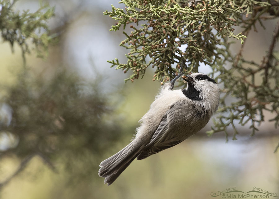 Mountain Chickadee hanging from a juniper, West Desert, Tooele County, Utah