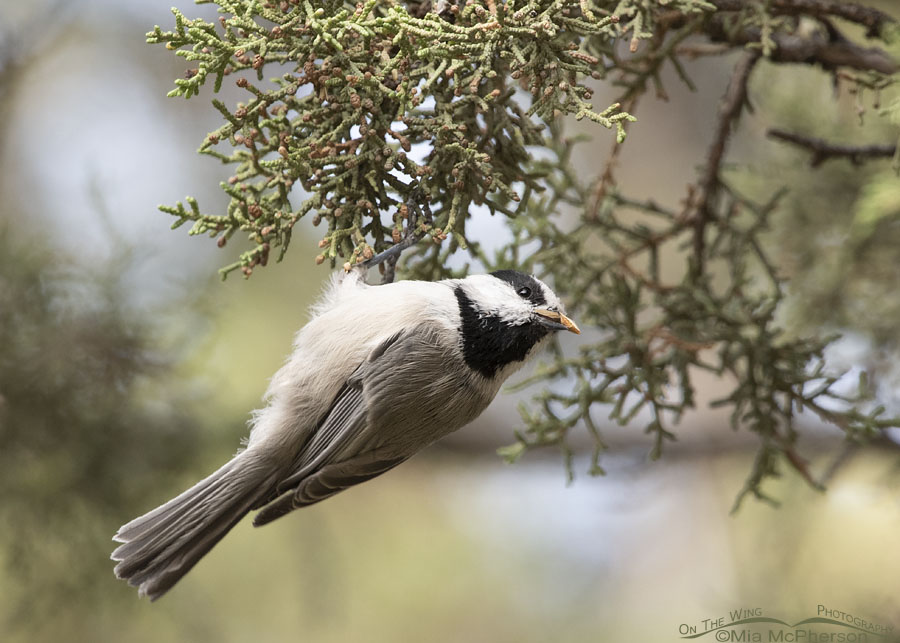 Mountain Chickadee in a juniper with a Douglas Fir seed, West Desert, Tooele County, Utah