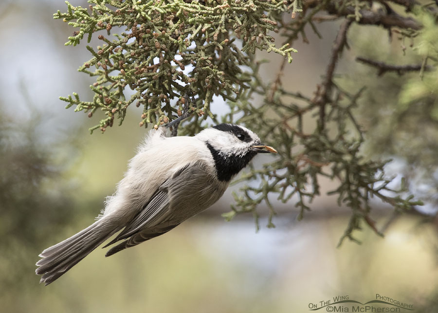 Mountain Chickadee with a Douglas Fir seed in its bill, West Desert, Tooele County, Utah