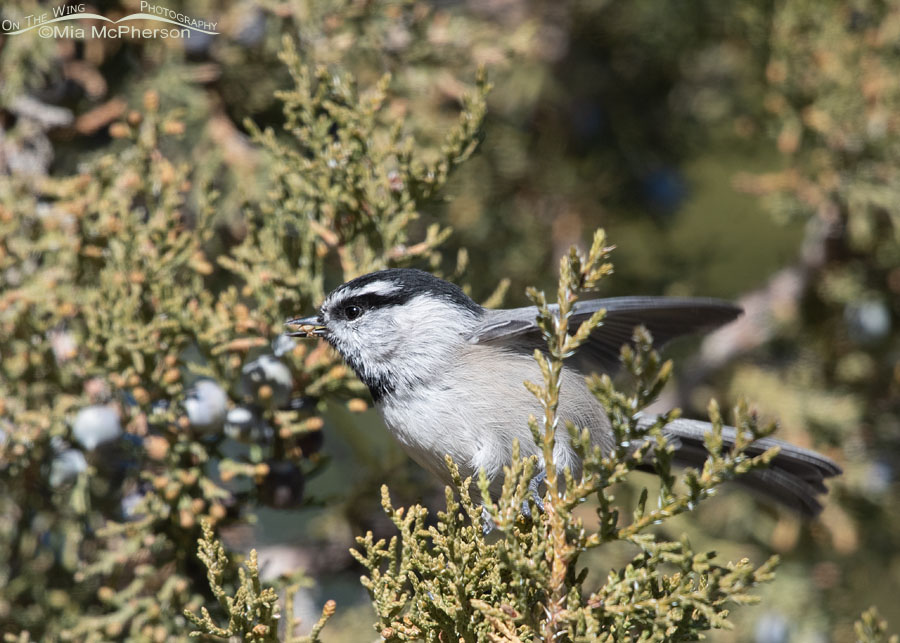 Mountain Chickadee with food in its bill, West Desert, Tooele County, Utah