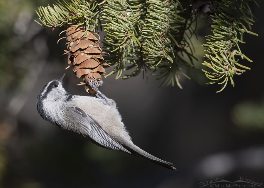 Mountain Chickadee hanging on a Douglas Fir cone, West Desert, Tooele County, Utah