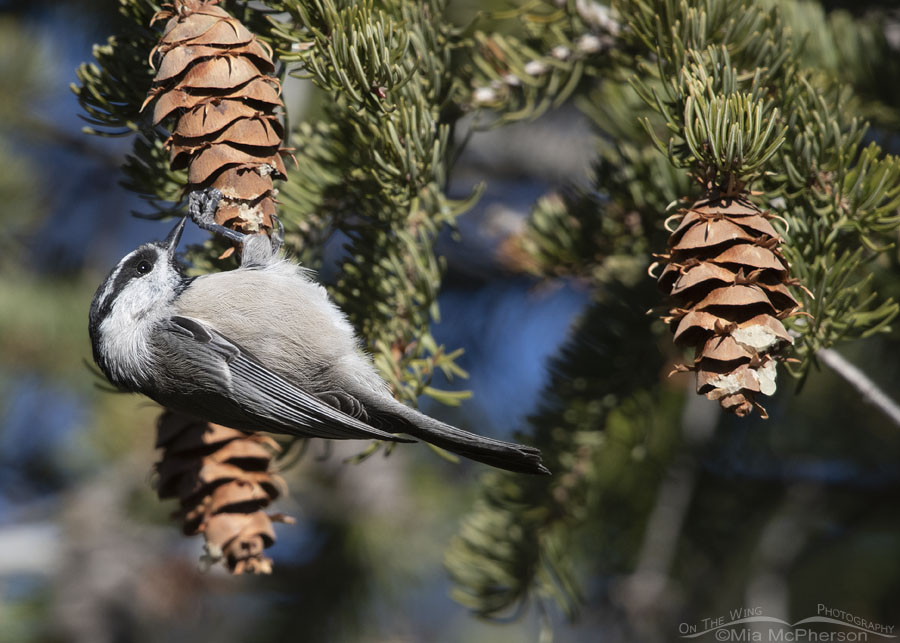 Mountain Chickadee checking out a fir cone, West Desert, Tooele County, Utah