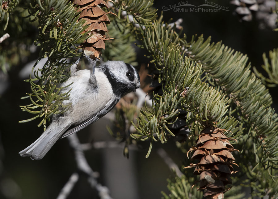 Foraging Mountain Chickadee hanging on a fir cone, West Desert, Tooele County, Utah