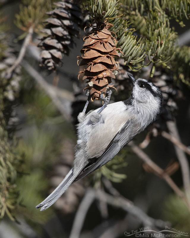 Adult Mountain Chickadee looking for seeds in a fir cone, West Desert, Tooele County, Utah