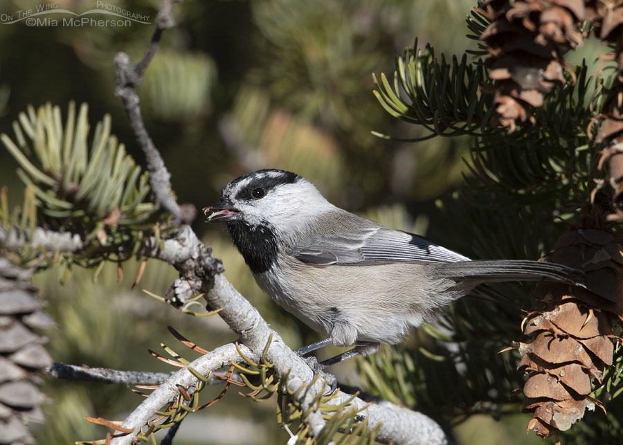 Mountain Chickadee eating a seed, West Desert, Tooele County, Utah