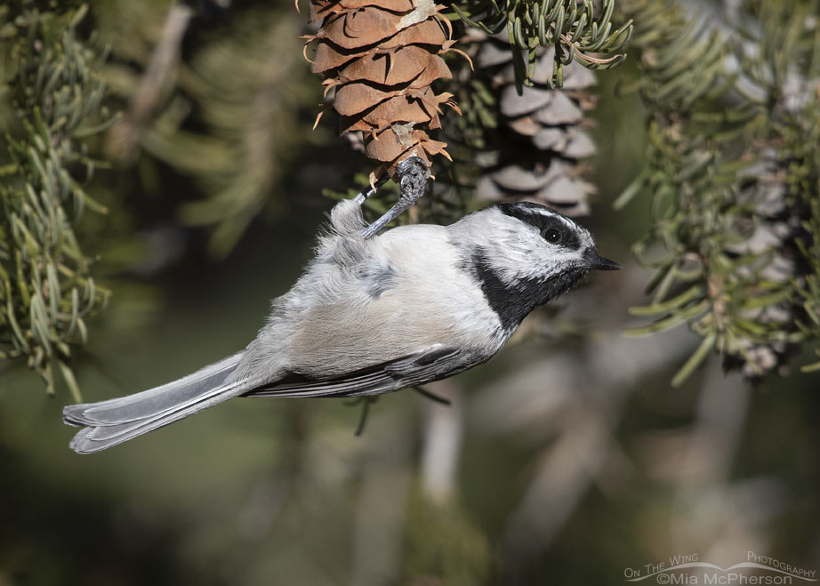 Adult Mountain Chickadee hanging onto a fir cone, West Desert, Tooele County, Utah