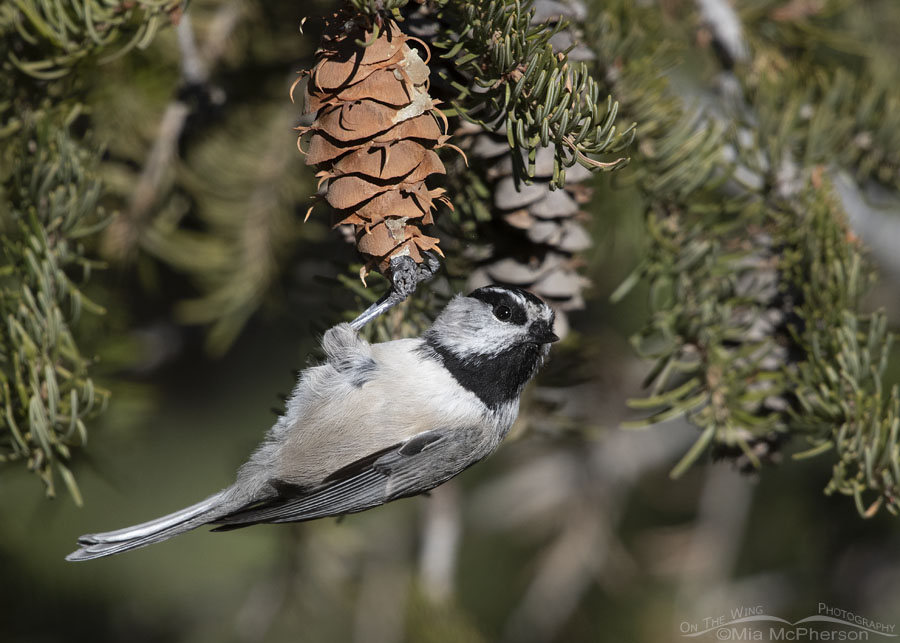 Mountain Chickadee grasping a Douglas Fir cone, West Desert, Tooele County, Utah