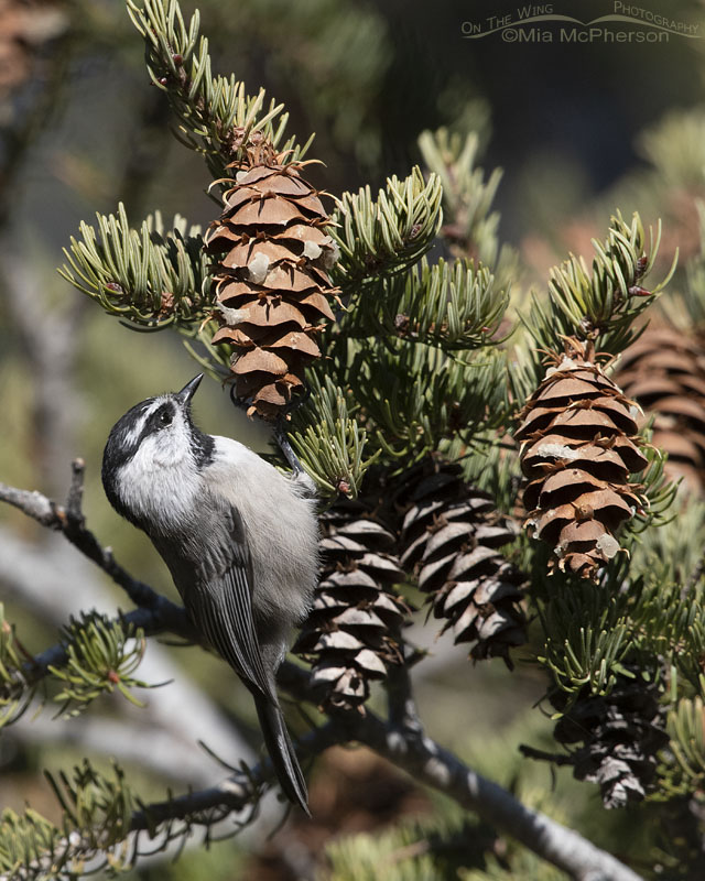 Mountain Chickadee foraging in a Douglas Fir, West Desert, Tooele County, Utah