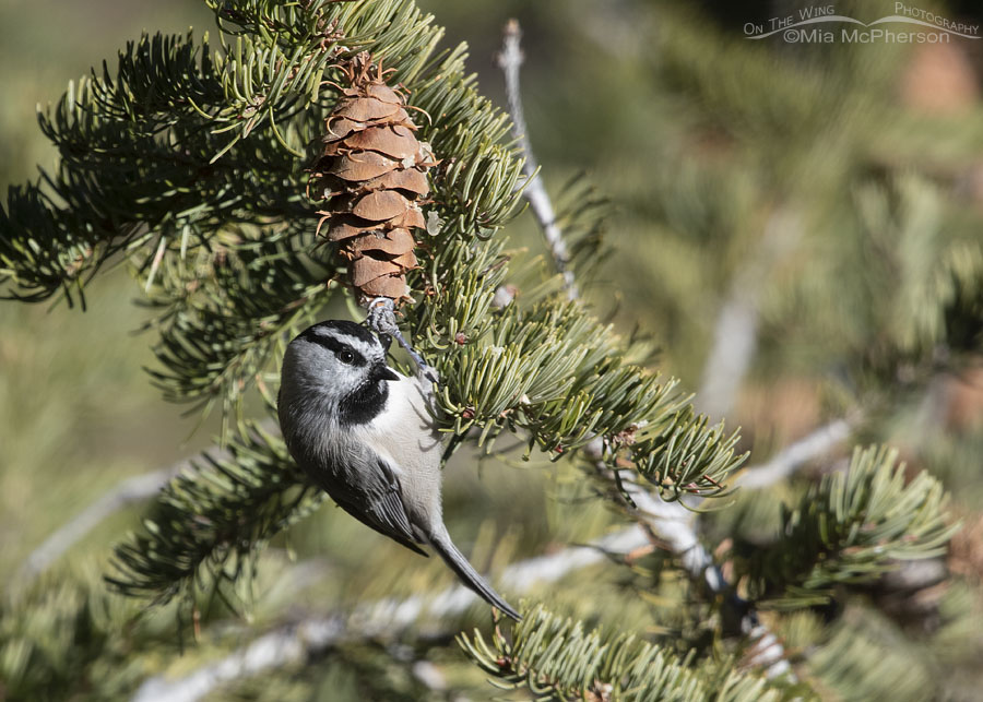 Curious adult Mountain Chickadee, West Desert, Tooele County, Utah