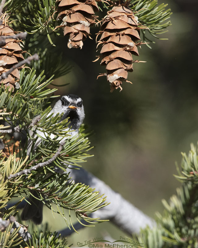 Angry looking Mountain Chickadee, West Desert, Tooele County, Utah