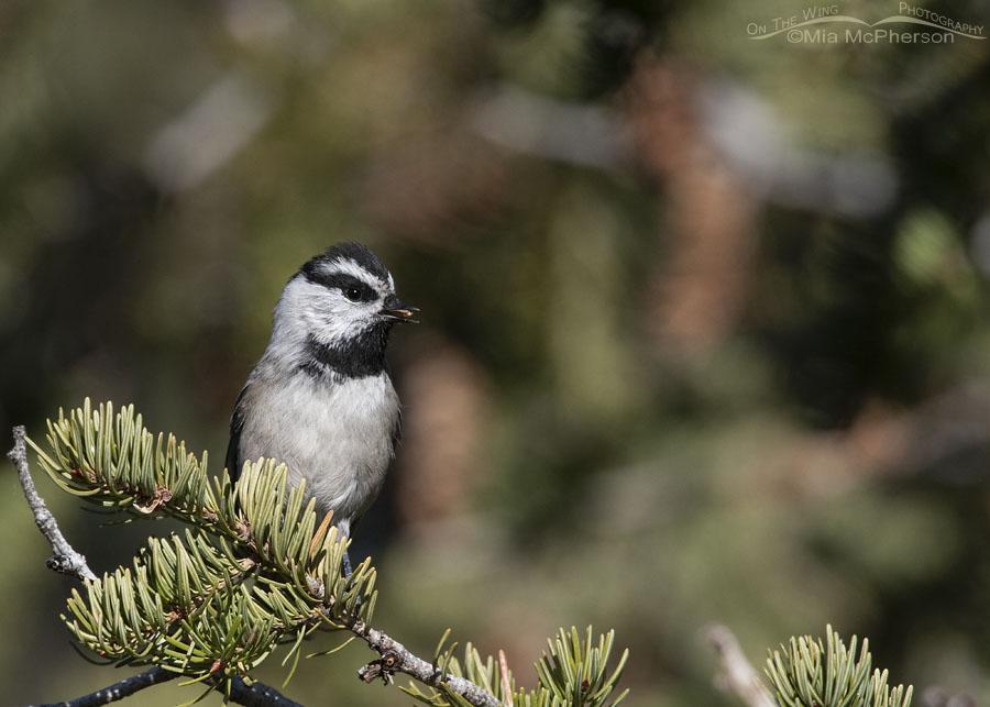 Mountain Chickadee with a seed in its bill, West Desert, Tooele County, Utah