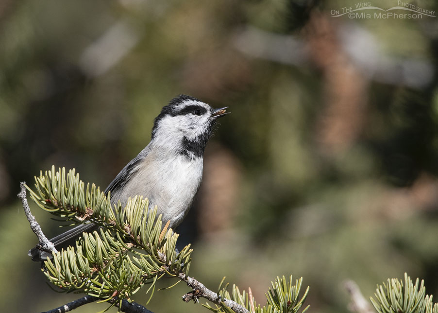 Alert Mountain Chickadee with a fir seed, West Desert, Tooele County, Utah