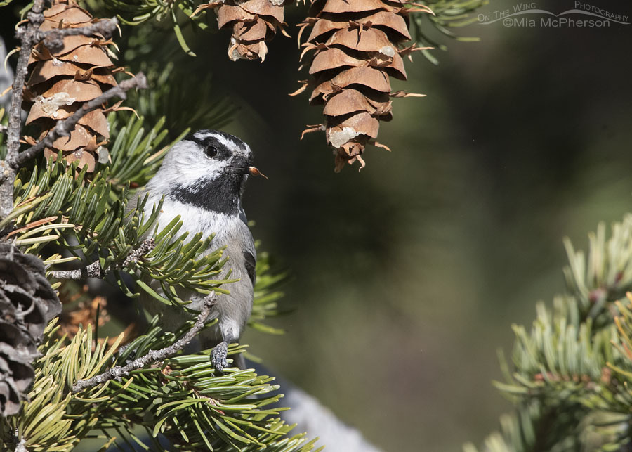 Foraging Mountain Chickadee up close, West Desert, Tooele County, Utah