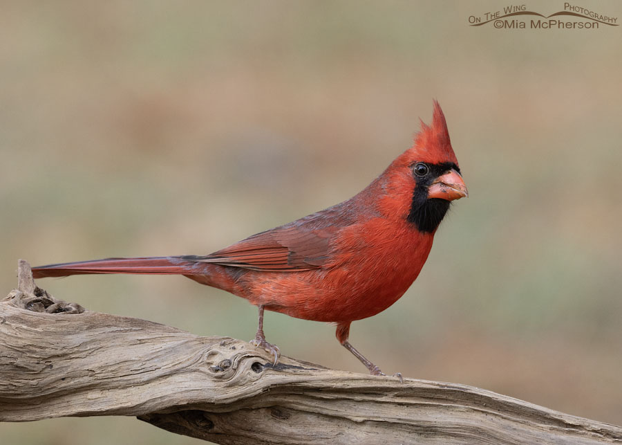 Male Northern Cardinal and fall colors, Sebastian County, Arkansas