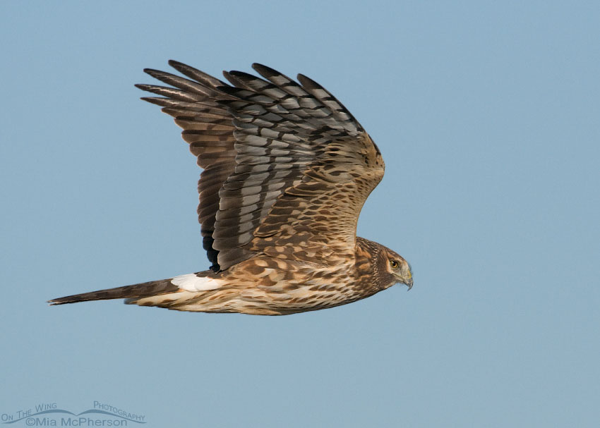 Northern Harrier female in flight, Antelope Island State Park, Davis County, Utah