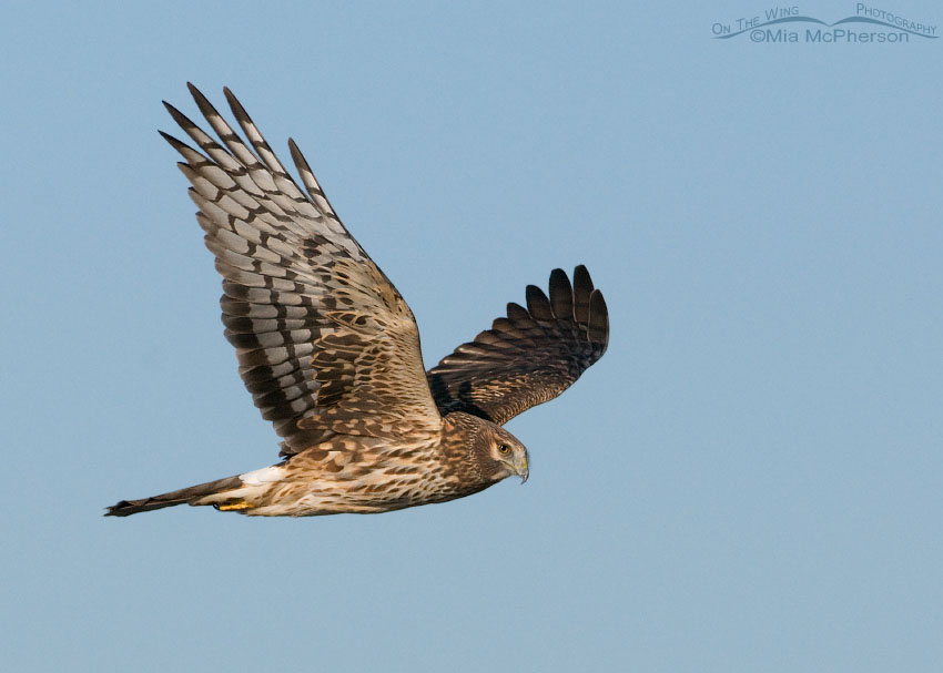 Northern Harrier female flying along Antelope Island Causeway, Davis County, Utah