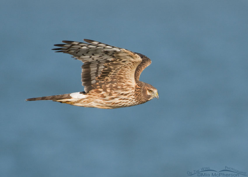 Northern Harrier with the Great Salt Lake in the background, Davis County, Utah