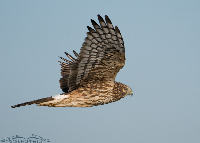 Female Northern Harrier displaying her nictitating membrane, Antelope Island State Park, Davis County, Utah