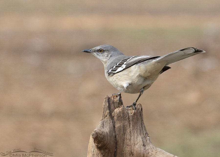 Northern Mockingbird perched on a driftwood suet feeder, Sebastian County, Arkansas