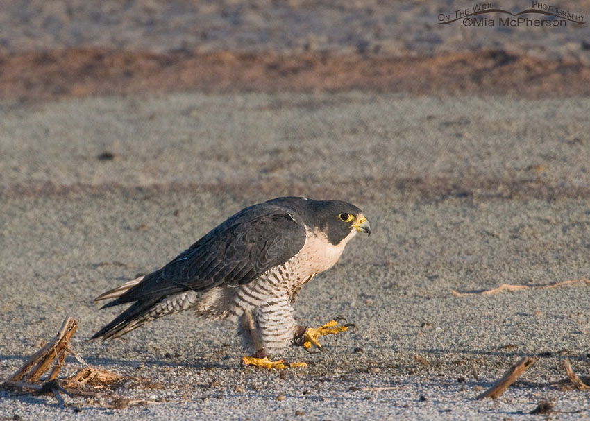 Escaped Peregrine Falcon, Antelope Island State Park, Davis County, Utah