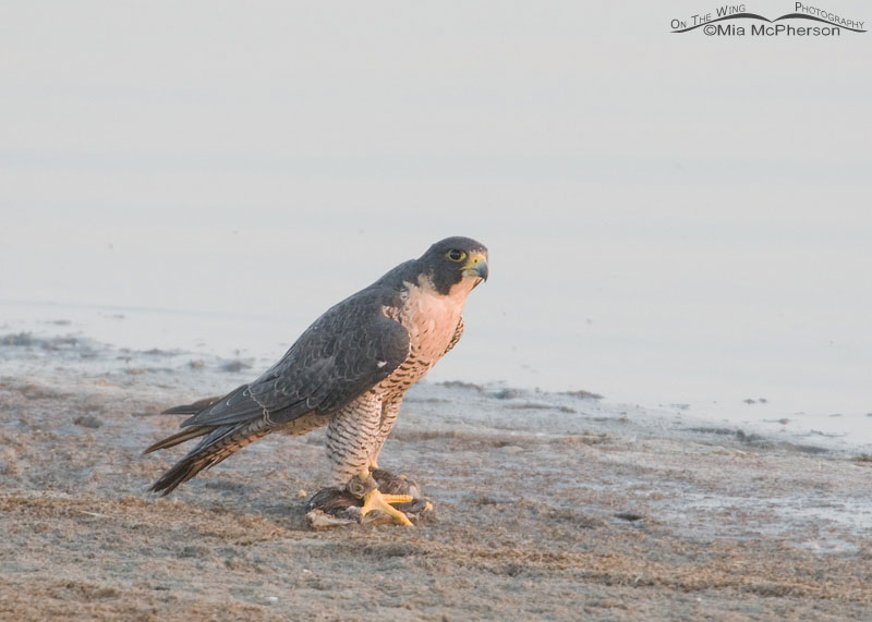 Peregrine Falcon - Escaped Falconry Bird, sighted September 17, 2012 on the causeway to Antelope Island State Park, Utah