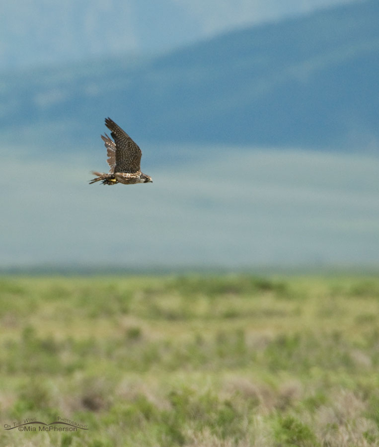 Peregrine Falcon takes an American Avocet as prey from a small pond near the dam at Red Rock Lakes National Wildlife Refuge, Montana