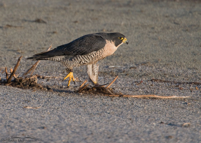 Female Peregrine Falcon with anklets, escaped falconry bird. Antelope Island State Park, Davis County, Utah